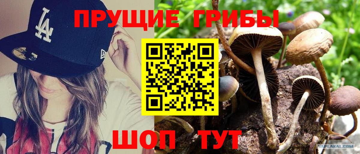 Псилоцибиновые грибы мицелий Истра